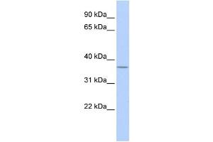 WB Suggested Anti-MTHFD2 Antibody Titration:  0. (MTHFD2 antibody  (N-Term))