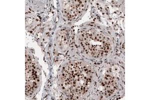 Immunohistochemical staining (Formalin-fixed paraffin-embedded sections) of human testis shows strong nuclear positivity in cells in seminiferous tubules.