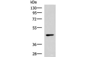 Western blot analysis of 293T cell lysate using WNT9A Polyclonal Antibody at dilution of 1:500 (WNT9A antibody)