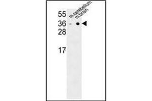 Western blot analysis of NXPH1 Antibody (N-term) in mouse cerebellum,brain tissue lysates (35ug/lane). (Neurexophilin 1 antibody  (N-Term))