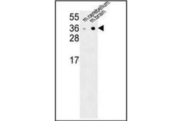 Neurexophilin 1 antibody  (N-Term)