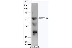 Mouse heart lysates probed with Anti-Mettl14 Polyclonal Antibody, Unconjugated  at 1:300 overnight at 4˚C. (METTL14 antibody  (AA 21-120))