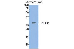Western Blotting (WB) image for anti-Myosin Heavy Chain 4, Skeletal Muscle (MYH4) (AA 1259-1495) antibody (ABIN1859928) (MYH4 antibody  (AA 1259-1495))