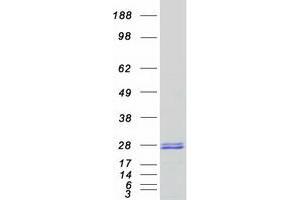 Western Blotting (WB) image for 5',3'-Nucleotidase, Mitochondrial (NT5M) protein (Myc-DYKDDDDK Tag) (ABIN2727673)