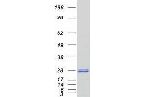 Validation with Western Blot (NT5M Protein (Myc-DYKDDDDK Tag))