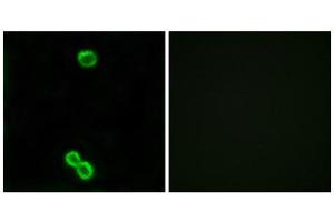 Immunofluorescence (IF) image for anti-Ribosomal Protein L3-Like (RPL3L) (Internal Region) antibody (ABIN1850642)