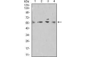 Western blot analysis using DNTT mouse mAb against Raji (1), A549 (2), Hela (3), and PC-12 (4) cell lysate. (TdT antibody  (AA 52-192))