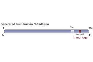 Image no. 3 for anti-Cadherin 2 (CDH2) (AA 802-819) antibody (ABIN968250) (N-Cadherin antibody  (AA 802-819))