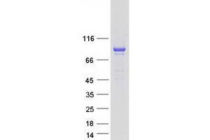 Validation with Western Blot (GFM1 Protein (Myc-DYKDDDDK Tag))