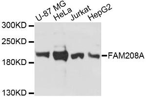 Western blot analysis of extracts of various cell lines, using FAM208A antibody. (FAM208A antibody)