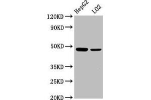 Western Blot Positive WB detected in: HepG2 whole cell lysate, LO2 whole cell lysate All lanes: SMAD7 antibody at 2. (SMAD7 antibody  (AA 36-247))