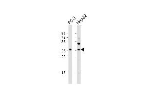 All lanes : Anti-LGALS8 Antibody (C-term) at 1:2000 dilution Lane 1: PC-3 whole cell lysate Lane 2: HepG2 whole cell lysate Lysates/proteins at 20 μg per lane. (LGALS8 antibody  (C-Term))