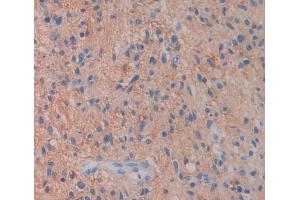 Figure. (PCDHGA2 antibody  (AA 29-347))