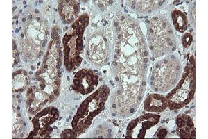 Image no. 2 for anti-RAB21, Member RAS Oncogene Family (RAB21) antibody (ABIN1500545) (RAB21 antibody)