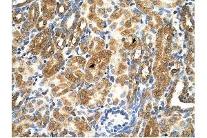 MAS1 antibody was used for immunohistochemistry at a concentration of 4-8 ug/ml to stain Epithelial cells of renal tubule (arrows) in Human Kidney. (MAS1 antibody  (Middle Region))