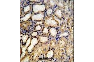 RT33 Antibody (C-term) (ABIN651324 and ABIN2840188) IHC analysis in formalin fixed and paraffin embedded mouse kidney tissue followed by peroxidase conjugation of the secondary antibody and DAB staining. (MRPS33 antibody  (C-Term))
