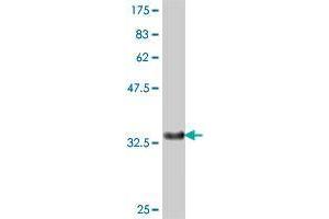 Western Blot detection against Immunogen (36. (RFFL antibody  (AA 2-99))