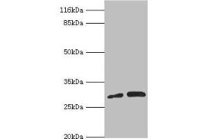 Western blot All lanes: PSMF1 antibody at 1.