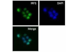 Immunofluorescence (IF) image for anti-Interferon Regulatory Factor 3 (IRF3) antibody (ABIN2666278) (IRF3 antibody)