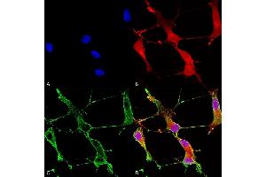 Immunocytochemistry/Immunofluorescence analysis using Mouse Anti-SHANK1 Monoclonal Antibody, Clone S22-21 (ABIN2483700). (SHANK1 antibody  (AA 469-691) (Atto 488))