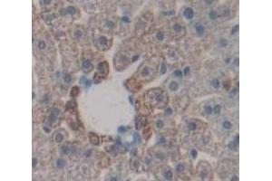 Figure. (COX-1 antibody  (AA 407-602))