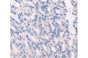 Figure. (Gastrokine 1 antibody  (AA 53-192))