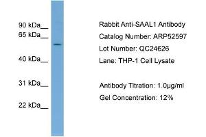 WB Suggested Anti-SAAL1  Antibody Titration: 0. (SAAL1 antibody  (Middle Region))