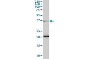 Western Blotting (WB) image for anti-serine/arginine-Rich Splicing Factor 10 (SRSF10) (AA 1-100) antibody (ABIN564697)