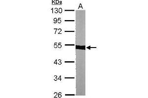 WB Image Sample (30 ug of whole cell lysate) A: NIH-3T3 10% SDS PAGE antibody diluted at 1:1000 (alpha Tubulin antibody)