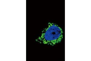 Confocal immunofluorescent analysis of IGFBP2 Antibody (C-term) (ABIN652528 and ABIN2842356) with A549 cell followed by Alexa Fluor? (IGFBP2 antibody  (C-Term))