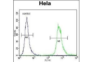 WDR3 Antibody (N-term) (ABIN656456 and ABIN2845740) flow cytometric analysis of Hela cells (right histogram) compared to a negative control cell (left histogram). (WDR3 antibody  (N-Term))