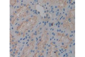 IHC-P analysis of kidney tissue, with DAB staining. (TGOLN2 antibody  (AA 22-323))