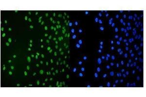 IF analysis of KAP1/TRIM28 using anti-KAP1/TRIM28 antibody (ABIN7602311).