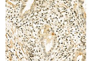 anti-Nuclear Factor (erythroid-Derived 2)-Like 1 (NFE2L1) (N-Term) antibody