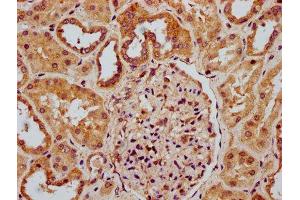 IHC image of ABIN7168103 diluted at 1:300 and staining in paraffin-embedded human kidney tissue performed on a Leica BondTM system. (Ribonuclease H1 antibody  (AA 73-185))