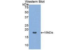 Western Blotting (WB) image for anti-Neurotrophin 4 (NTF4) (AA 80-209) antibody (ABIN1860067) (Neurotrophin 4 antibody  (AA 80-209))