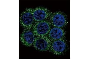 Confocal immunofluorescent analysis of PCSK2 antibody with 293 cells followed by Alexa Fluor 488-conjugated goat anti-rabbit lgG (green). (PCSK2 antibody  (AA 87-116))