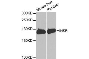 Western blot analysis of extracts of various cell lines, using INSR antibody (ABIN5970115) at 1/1000 dilution. (Insulin Receptor antibody)