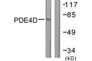 Western blot analysis of extracts from K562 cells, treated with H2O2 100uM 30', using PDE4D (Ab-190/53) Antibody. (PDE4D antibody  (AA 156-205))