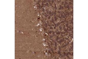 Immunohistochemical staining of human cerebellum with NAE1 polyclonal antibody  shows strong nuclear positivity in Purkinje cells.