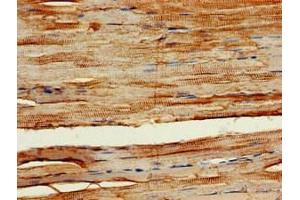 Immunohistochemistry of paraffin-embedded human skeletal muscle tissue using ABIN7163159 at dilution of 1:100 (PIK3C3 antibody  (Catalytic Subunit))