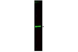 Image no. 1 for anti-Slit Homolog 3 (SLIT3) (AA 1164-1177) antibody (ABIN199965)