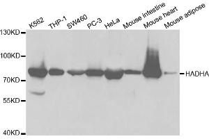 Western blot analysis of extracts of various cell lines, using HADHA antibody. (HADHA antibody)