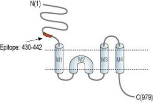 Glutamate Receptor, Ionotropic, Kainate 5 (GRIK5) peptide