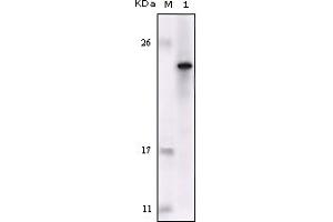 Western Blotting (WB) image for anti-Feline Sarcoma Oncogene (FES) (truncated) antibody (ABIN2464051) (FES antibody  (truncated))