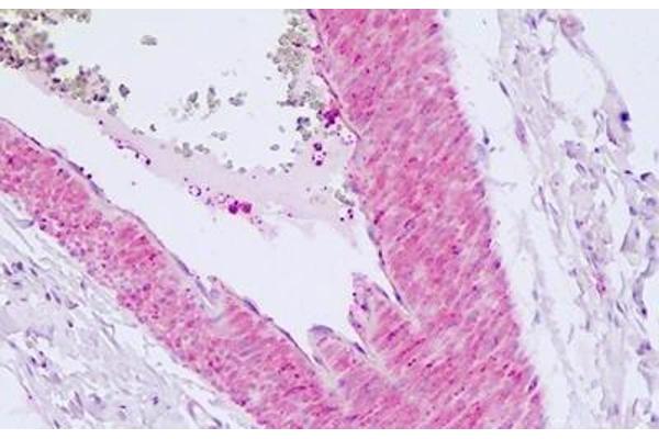 F2RL1 antibody  (C-Term)