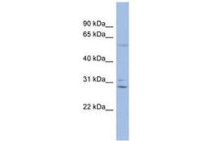 Image no. 1 for anti-Gap Junction Protein, beta 6, 30kDa (GJB6) (C-Term) antibody (ABIN6742704) (GJB6 antibody  (C-Term))