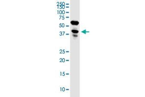 Leng1 antibody  (AA 1-264)