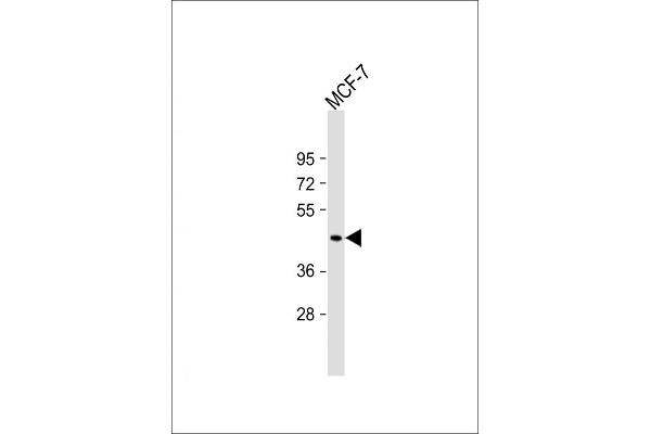 MBOAT7 antibody  (AA 151-180)