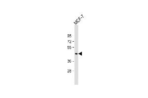 Anti-MBOAT7 Antibody (Center) at 1:2000 dilution + MCF-7 whole cell lysate Lysates/proteins at 20 μg per lane. (MBOAT7 antibody  (AA 151-180))